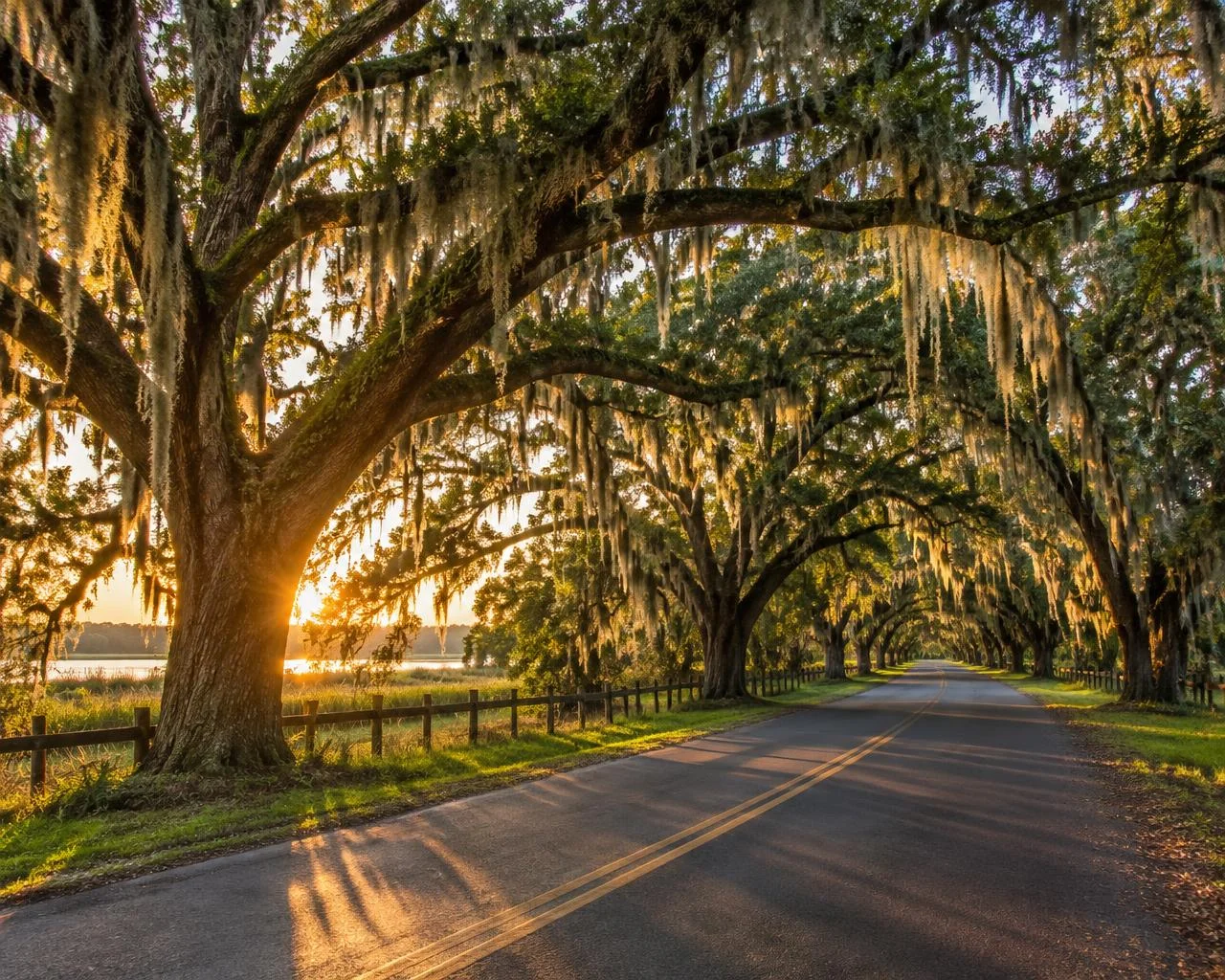 Central Florida country road beneath live oaks and Spanish moss